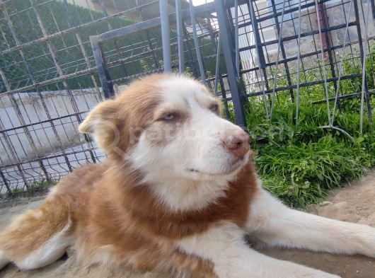 ücretsiz Husky - Sibirya Kurdu KONYA