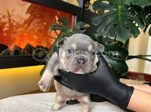 Rengarenk French Bulldog Yavrularim Rezerveye Açik