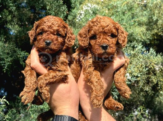 DENİZLİ MERKEZ TESLİME HAZIR POODLE YAVRULAR