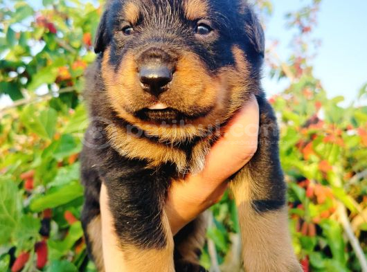 Koca kafa rottweiler yavruları