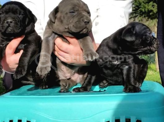 Cane Corso İtaliano Yavrular görsel