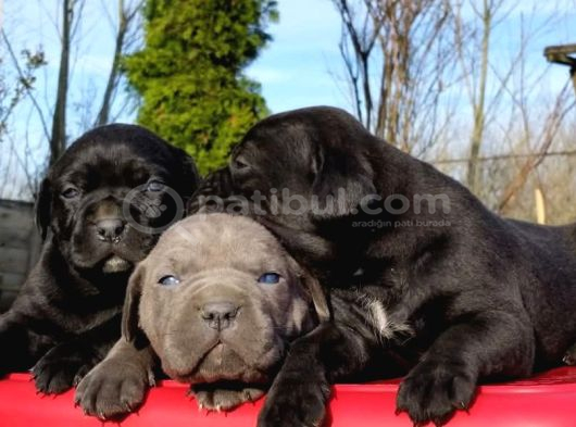 Cane Corso İtaliano Yavrular görsel