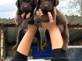 Labrador Bebekler