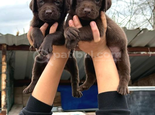 Labrador Bebekler görsel