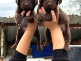 Labrador Bebekler