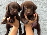 Labrador bebekler