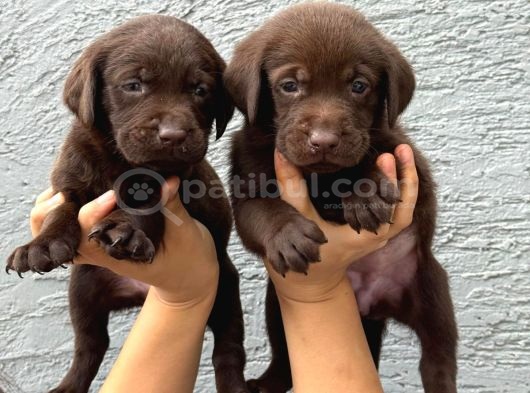 Labrador Bebekler