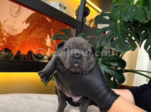 Rengarenk French Bulldog Yavrularim Rezerveye Açik görsel