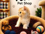 Mükemmel Güzellikte British Shorthair Golden Yavrularımız