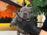 Rengarenk French Bulldog Yavrularim Rezerveye Açik