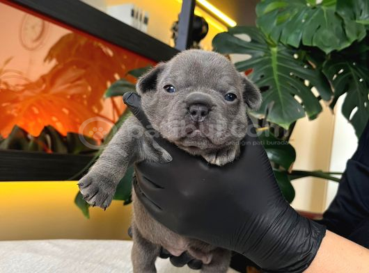 Rengarenk French Bulldog Yavrularim Rezerveye Açik görsel