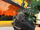 Rengarenk French Bulldog Yavrularim Rezerveye Açik