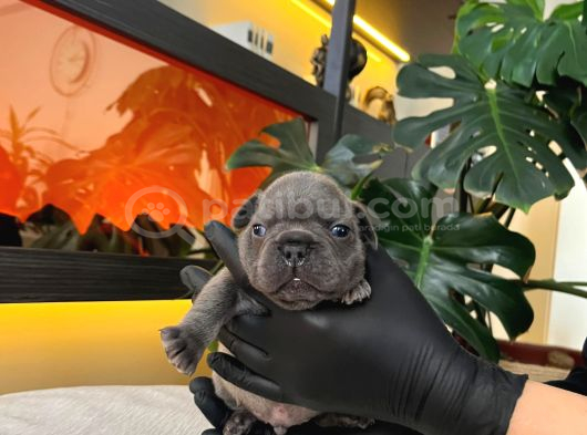 Rengarenk French Bulldog Yavrularim Rezerveye Açik görsel