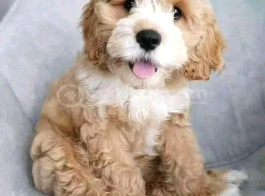 MALTİPOO CİNSİ YAVRULAR EV ÜRETİMİ