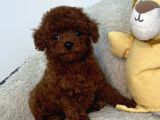 TOY POODLE SEVİMLİ YAVRULAR EV ÜRETİMİ