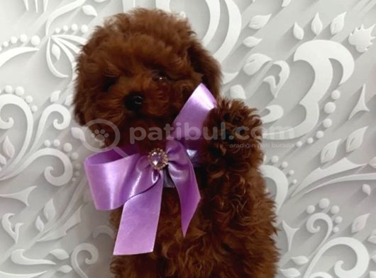 Toy Poodle Sevi̇mli̇ Yavrular Ev Üreti̇mi̇