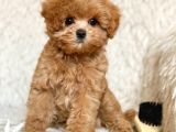 Malti̇poo Ci̇nsi̇ Yavrular Ev Üreti̇mi̇