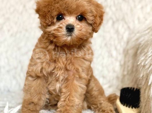 Malti̇poo Ci̇nsi̇ Yavrular Ev Üreti̇mi̇ görsel