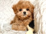 Malti̇poo Ci̇nsi̇ Yavrular Ev Üreti̇mi̇