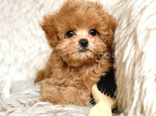 Malti̇poo Ci̇nsi̇ Yavrular Ev Üreti̇mi̇ görsel