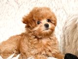 Malti̇poo Ci̇nsi̇ Yavrular Ev Üreti̇mi̇