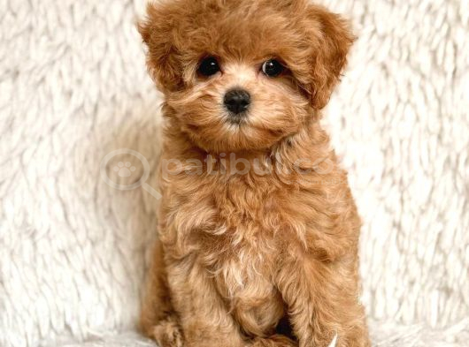 Malti̇poo Ci̇nsi̇ Yavrular Ev Üreti̇mi̇