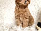 Malti̇poo Ci̇nsi̇ Yavrular Ev Üreti̇mi̇