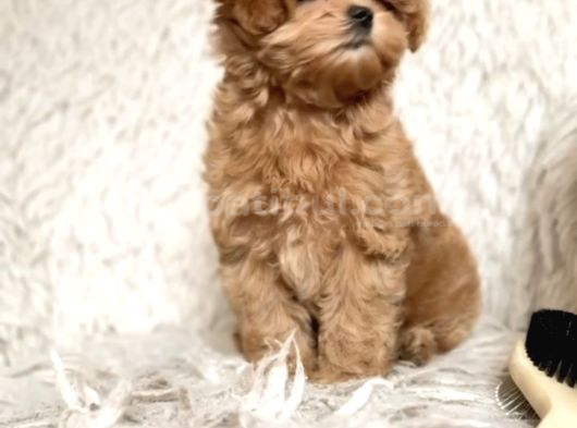Malti̇poo Ci̇nsi̇ Yavrular Ev Üreti̇mi̇ görsel