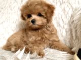 Malti̇poo Ci̇nsi̇ Yavrular Ev Üreti̇mi̇