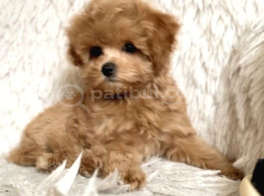 Malti̇poo Ci̇nsi̇ Yavrular Ev Üreti̇mi̇ görsel