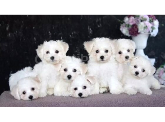 KAR BEYAZ MALTESE TERRİER CİNSLERİ