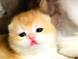 A Kali̇te Bri̇thi̇ş Şhorthai̇r Golden Yavrular