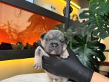 Rengarenk French Bulldog Yavrularim Rezerveye Açik