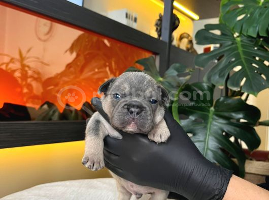 Rengarenk French Bulldog Yavrularim Rezerveye Açik görsel
