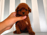 En Küçük Boyut Teacup Poodle Yavrular