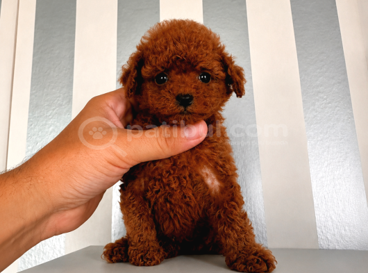 En Küçük Boyut Teacup Poodle Yavrular görsel