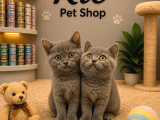 Çok Sevecen Oyuncu British Shorthair Yavrularımız