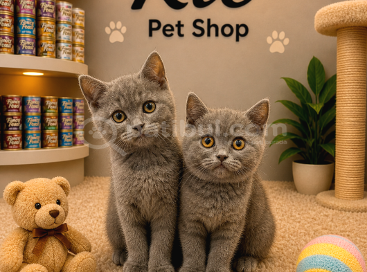 Çok Sevecen Oyuncu British Shorthair Yavrularımız görsel