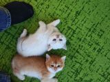 British Shorthair Golden Yavrularımız Yeni Yuvalarını Arıyor