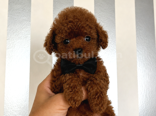 En küçük boyut teacup poodle yavrular