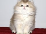 British Longhair Golden