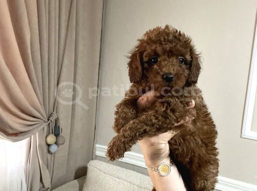 Toypoodle Kore aşılı ev ortamında