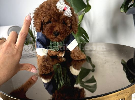 POODLE ırk ve sağlık garantili