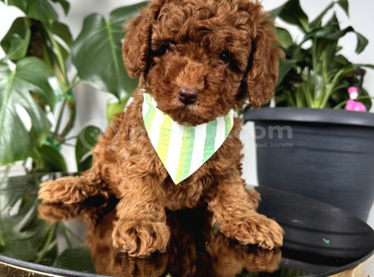 Ev ortamından toy poodle bebekleri