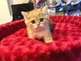 Mükemmel Güzellikte British Golden Tiger Yavrumuz