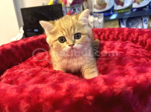 Mükemmel Güzellikte British Golden Tiger Yavrumuz görsel