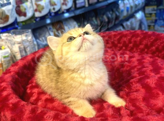 Mükemmel Güzellikte British Golden Tiger Yavrumuz görsel