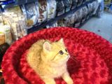Mükemmel Güzellikte British Golden Tiger Yavrumuz