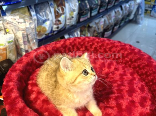 Mükemmel Güzellikte British Golden Tiger Yavrumuz görsel