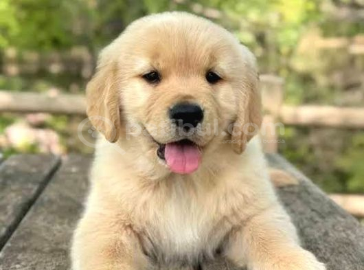 Evi̇ni̇zi̇n Firlamasi Baby Face Golden görsel